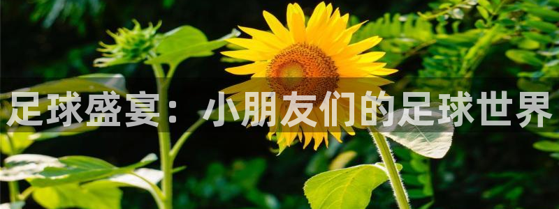 足球盛宴：小朋友们的足球世界